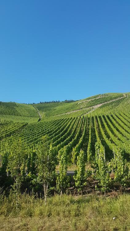 Die Quelle Bernkastel-Kues Exteriér fotografie